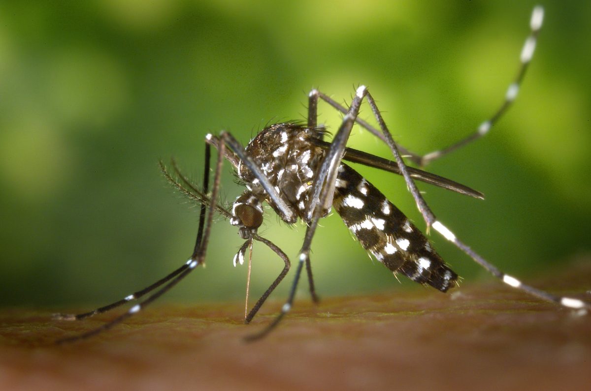 Como enfrentar o desafio da dengue